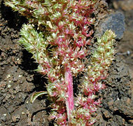 Green Amaranth (A. hybridus)