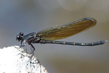 Dysphaea ethela (ആൺതുമ്പി)