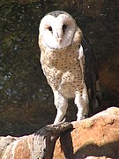 Tyto capensis