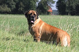 Mastiff