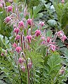 Geum triflorum