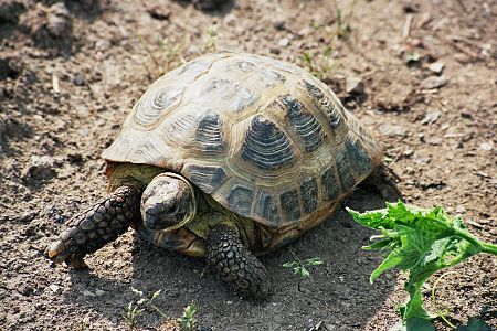 Kvarunga testudo