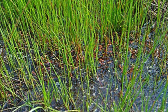 A close-up of the dense vegetation growing on the peat mat covering the central basin