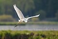 Grande aigrette en vol (Seretskyi (uk), raïon de Ternopil, Ukraine).