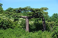 Adansonia suarezensis (Βορ. Μαδαγασκάρη).