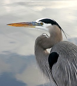 Didysis pilkasis garnys (Ardea herodias)