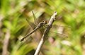 Cratilla lineata female - from Periyar