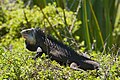 Iguane antillais.