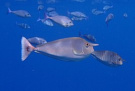 Un nason pointillé (Naso brevirostris)