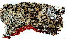 Pyrenula pseudobufonia