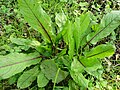 Tirşoya xwîndar (Rumex sanguineus)