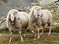 Domestic sheep