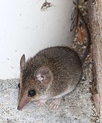 Brown dunnart