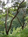 Acacia confusa Bark, Hawaii, USA