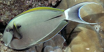 Acanthurus nigricauda