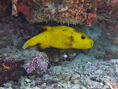 Un poisson-ballon moucheté (Arothron meleagris), livrée jaune