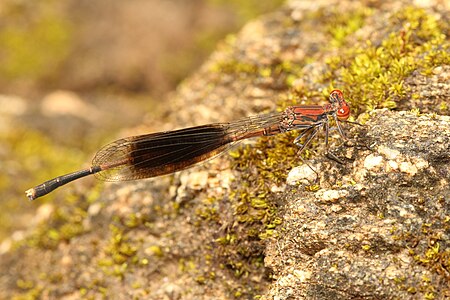 Disparoneura quadrimaculata (ആൺതുമ്പി)