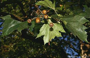 Sorbus torminalis