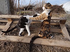 Deux chats jouant à se battre.