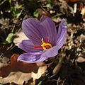 Crocus pallasii