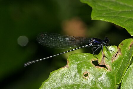 Onychargia atrocyana (ആൺതുമ്പി)