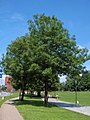 Fraxinus excelsior