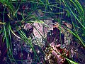 Ketam yang dilitupi oleh alga merah di Pantai Moss, California