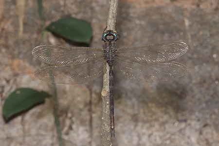 Gynacantha dravida (ആൺതുമ്പി)