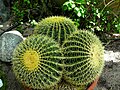 Kroenleinia grusonii un cactus originaire du Mexique