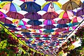 Path of Umbrellas