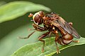 Sicus ferrugineus