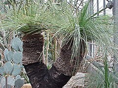 Xanthorrhoea preissii