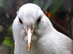 Tête d'un jeune cagou montrant les yeux et les étuis nasaux.