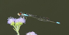 Pseudagrion sudanicum