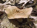 Sarcodon underwoodii