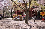 清水公園（桜まつり）