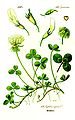 Trifolium repens L.