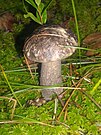 Leccinum melaneum