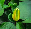 Nelumbo lutea