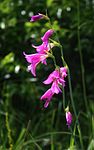 Betet har gynnat ängsfloran. På bilden Gladiolus illyricus, en av flera arter gladiolus på Karsts ängar.