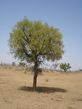 Prosopis