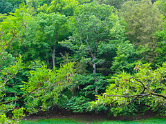 Nacionalni park Kellerwald-Edersee (Hessen)