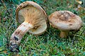 Almindelig netbladhat (Paxillus involutus) er giftig og kan give kraftige allergiske reaktioner. Den er tragtformet ligesom kantareller, men kendes bla på at lamellerne, i modsætning til kantareller, bliver mørkere, når man trykker på dem.[35]