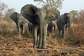 Éléphants dans le parc national de la Pendjari.