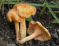 Cantharellus friesii