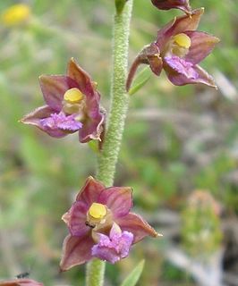 Bruinrode wespenorchis