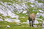 Stenbocken (Capra ibex) är ett karaktärsdjur i de slovenska Alperna, tillsammans med gems och murmeldjur.