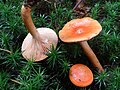 !Lactarius tabidus!