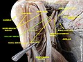 Axillary nerve