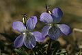 Viola lactea.